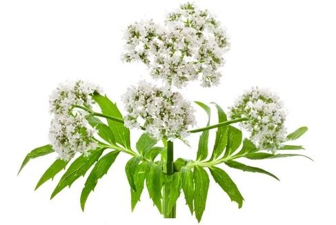 Cardiol contiene Valeriana officinalis